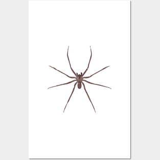 Brown Recluse Posters and Art